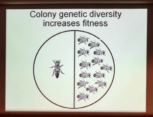 Colony diversity