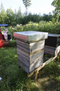 Container colony harvest1