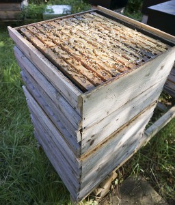 Container colony harvest2