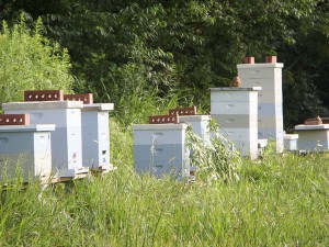 Reid Hives