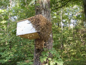 Reid SwarmtrapBox