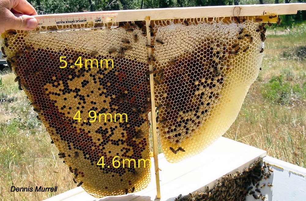 The Advantages of Small Cell Bees Keeping Backyard Bees