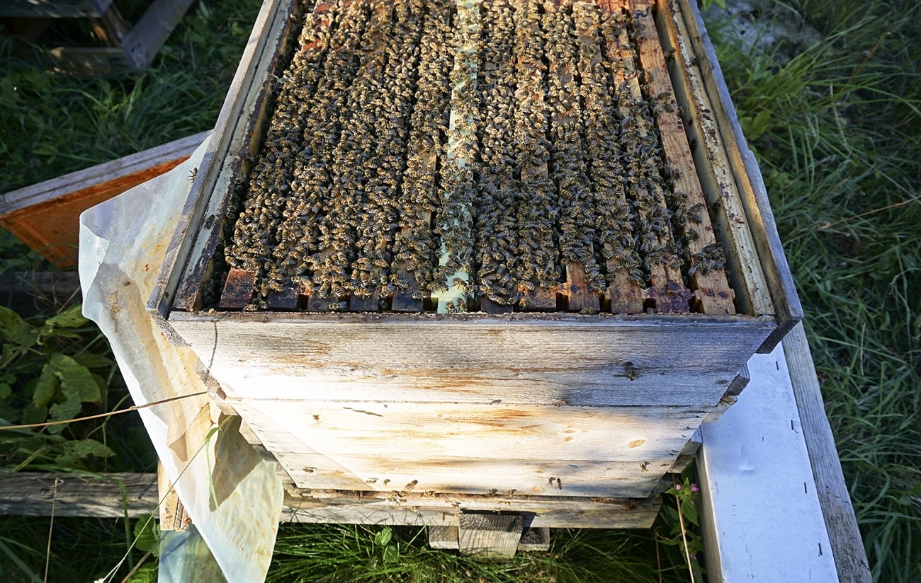 Temporary queen bee excluder for top bar hive or swarm capture box