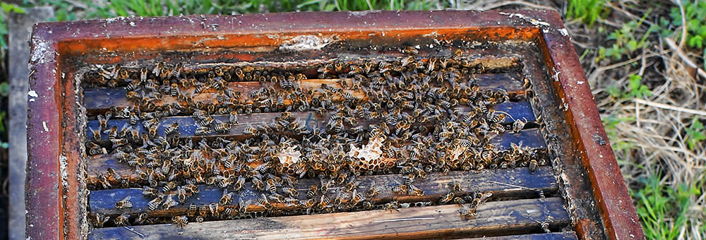 The Bee colony that refused to die 2