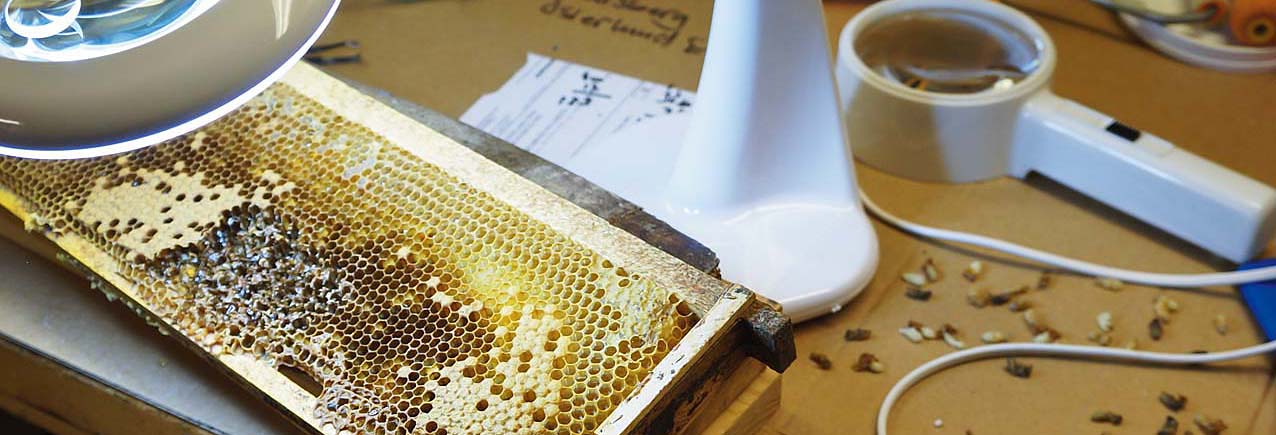 Every breeder bee colony should be VSH tested