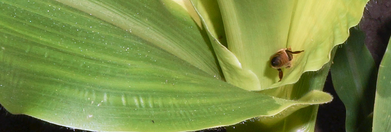 Bees suck fluid on corn