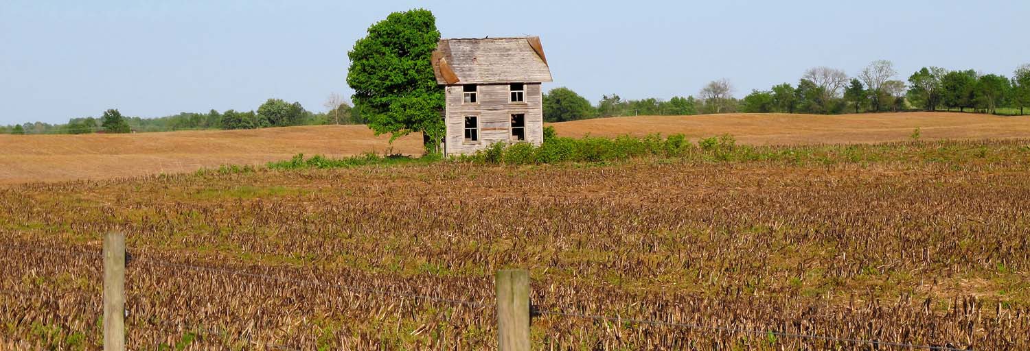 Feral bees on corn and GMO