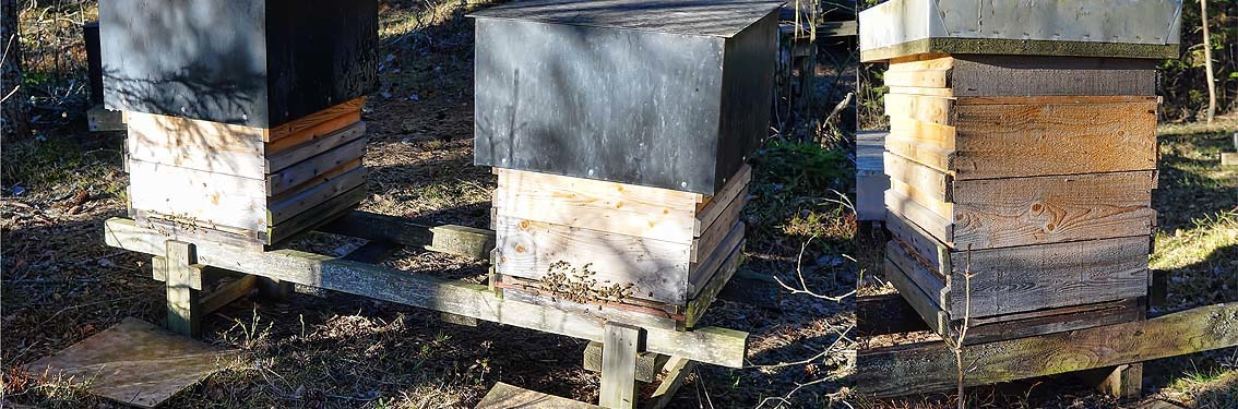 Struggle for resistant bees