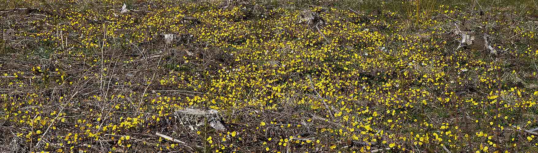 Tussilago farfara