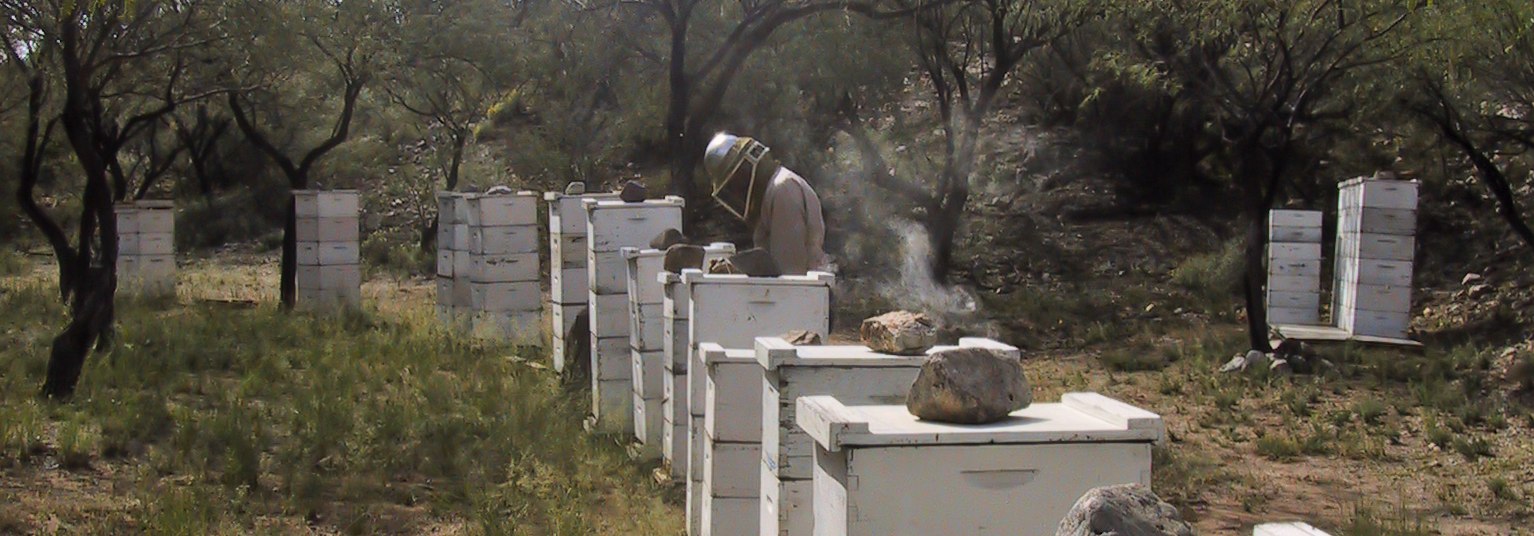 Producing varroa resistant bees from a local population