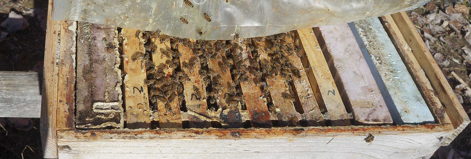 Treatment free feral bees