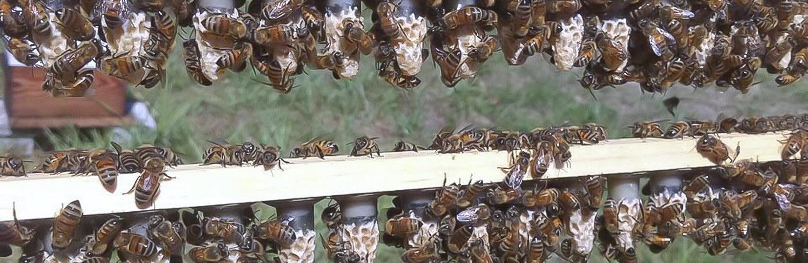 A passionate treatment free beekeeper 