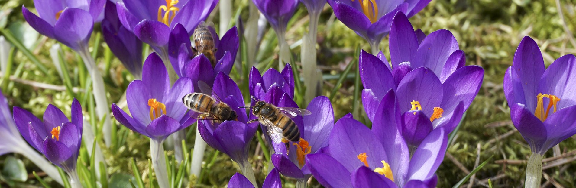 The first bees in spring