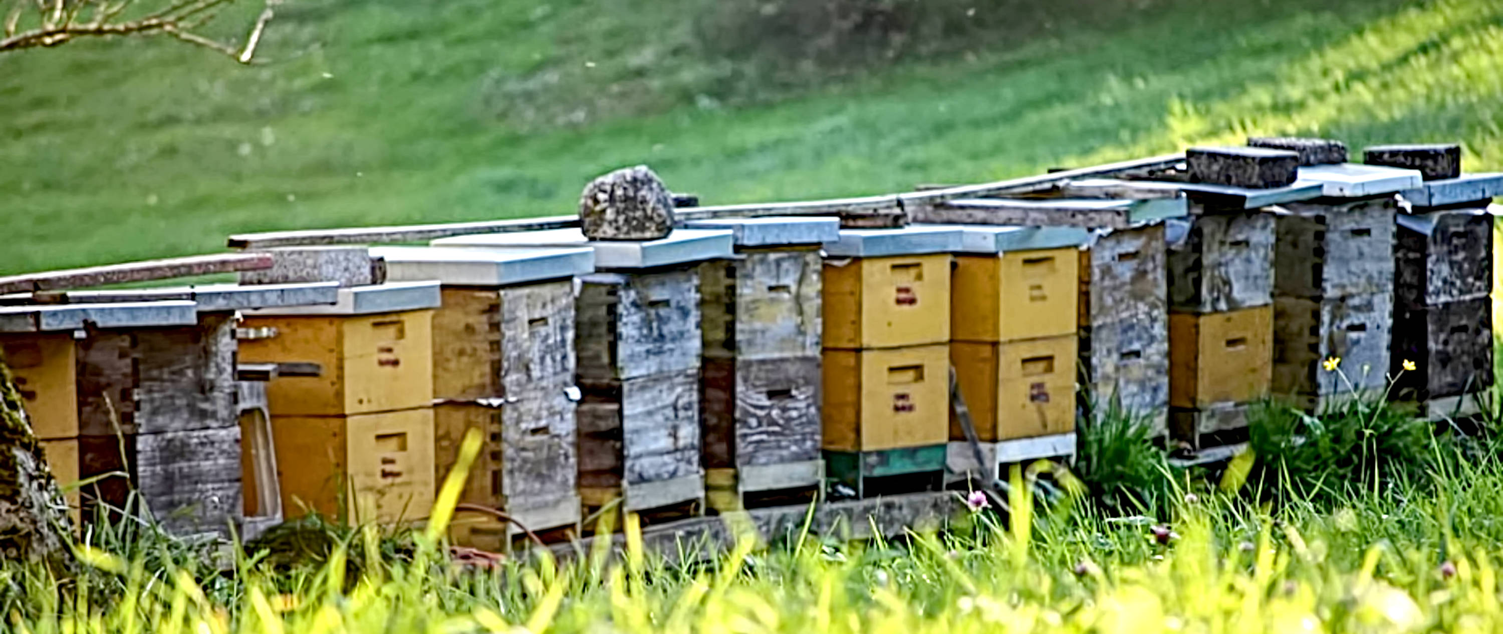 The robber screen prevents reinvasion of Varroa mites