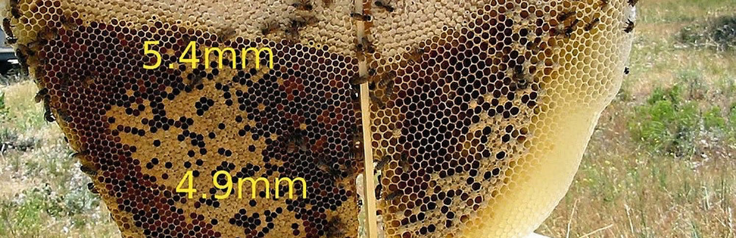 Darwinian beekeeping, cell size and fitness