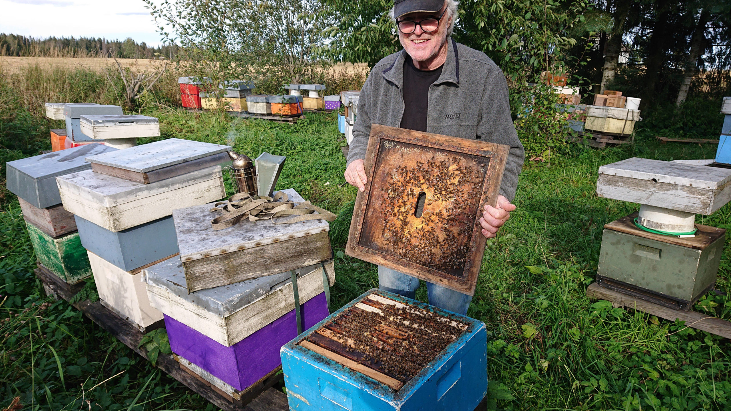 Varroa Resistant Bees In Norway