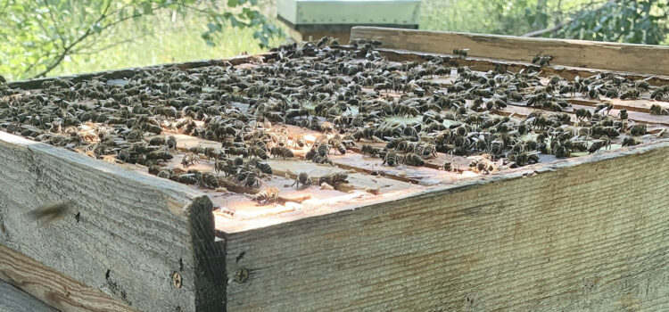 Varroa resistance – the two traits