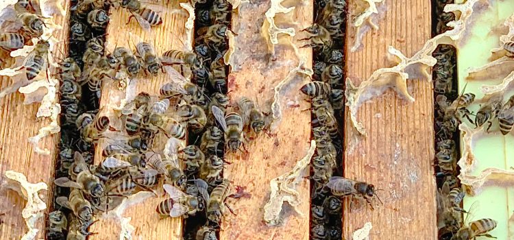 Treatment-free bees – one loss March 20