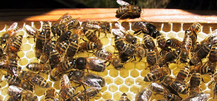 Experiences with varroa-resistant bees